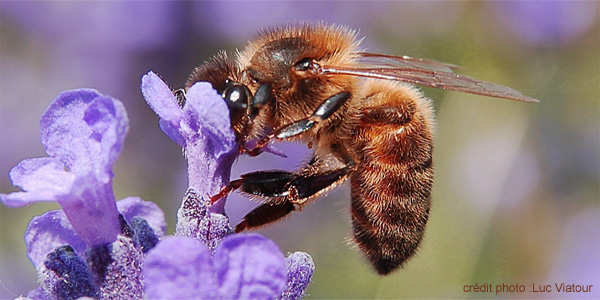 l'abeille noire rencontrée en France (apis mellifera)