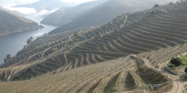 Les vignes dans la vallée du Douro