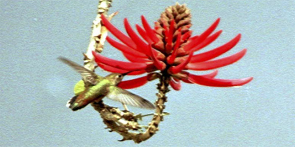 Colibri de Los Angelès - Broad Tailed Hummingsbird