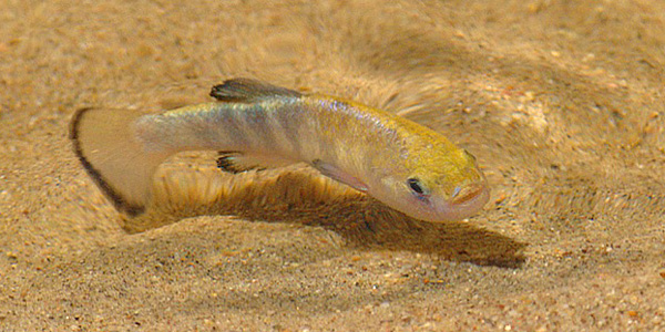 le pupfish poisson fossile de la vallée de la mort