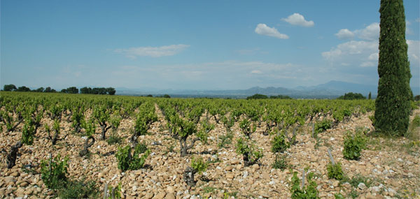 Château Cabrières - Les Silex - les vignes du domaine