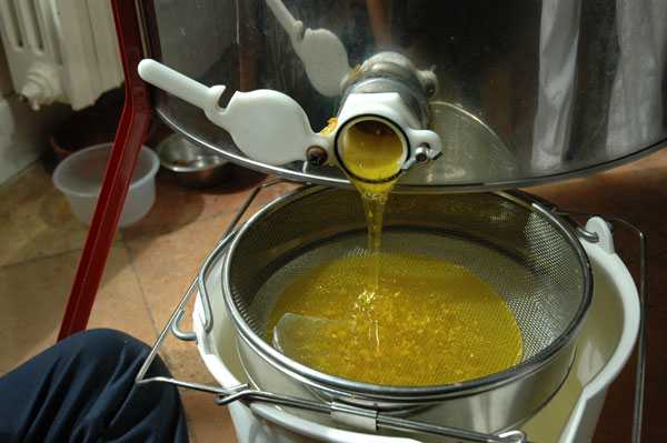 Récupération du miel liquide en sortie de la centrifugeuse
