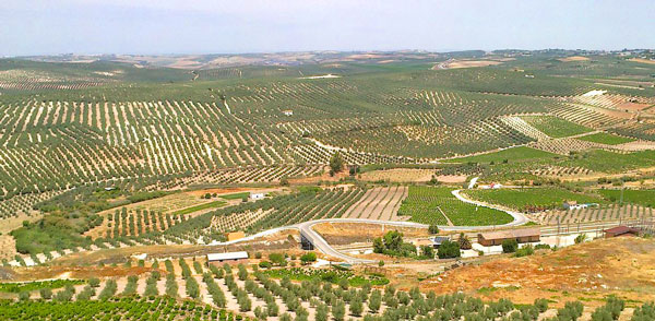 Les vignes autour de Aguilar de la Frontera, en Andalousie.