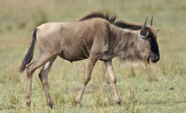 Afrique: Le gnou d’étosha en Namibie