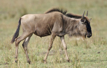 Afrique: Le gnou d’étosha en Namibie