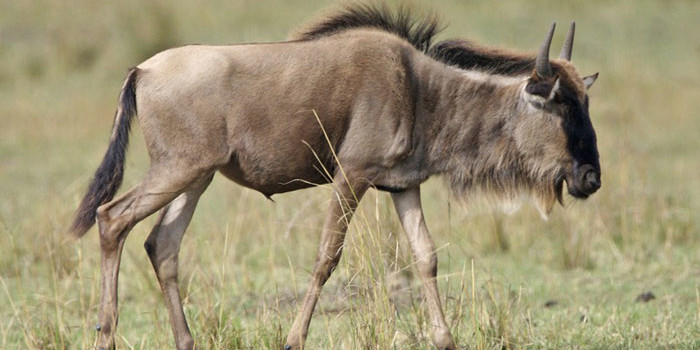 Afrique: Le gnou d’étosha en Namibie