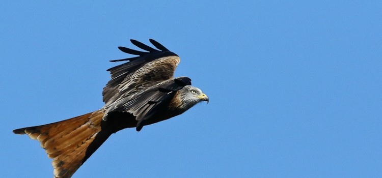 L'aigle Royal du Monte Canettu entre Sisco et Ogliastru