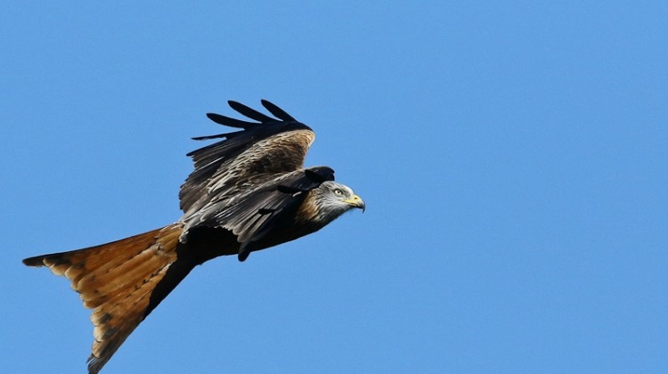 L'aigle Royal du Monte Canettu entre Sisco et Ogliastru