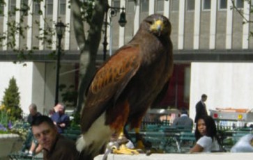 L’aigle royal de Bryant Park à New York