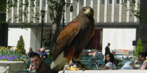 L’aigle royal de Bryant Park à New York
