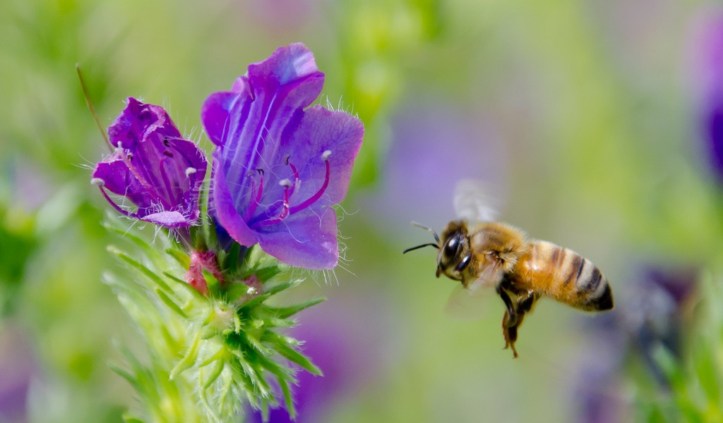 abeille-en-vol Apis mellifera Copyright © Gentside Découverte