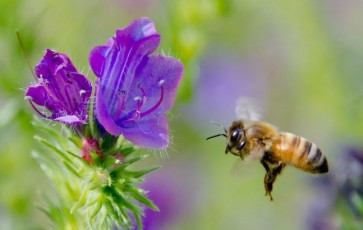 Nature : Le vol des abeilles