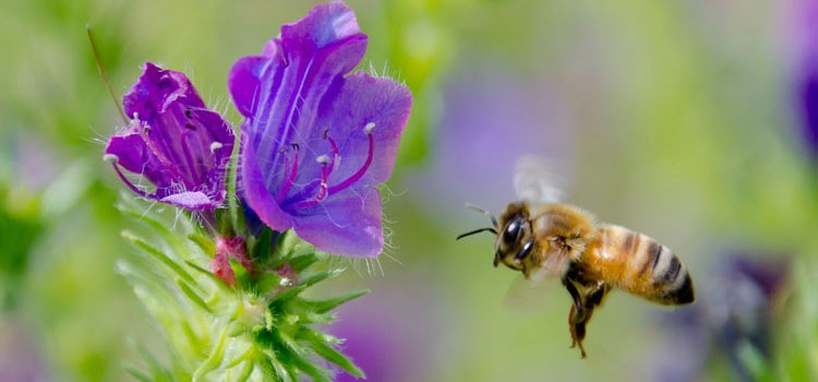 Nature : Le vol des abeilles