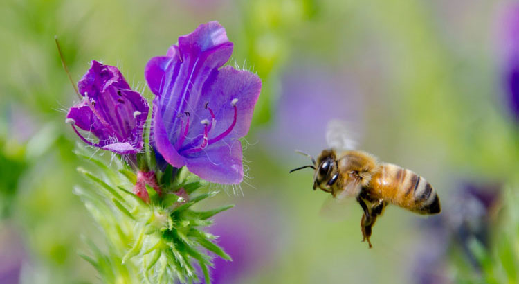 Abeille en vol