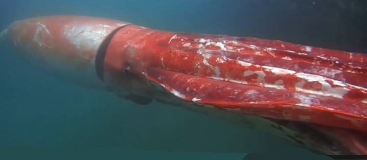 Calamar géant filmé au Japon