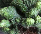 Euphorbia enopla chez L’Oeil Végétal