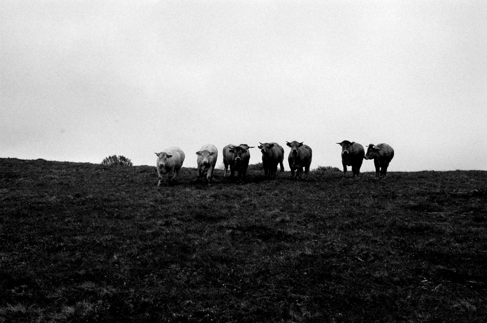 Carnets de voyage Aubrac - Buron Cap Combattut - races Aubrac