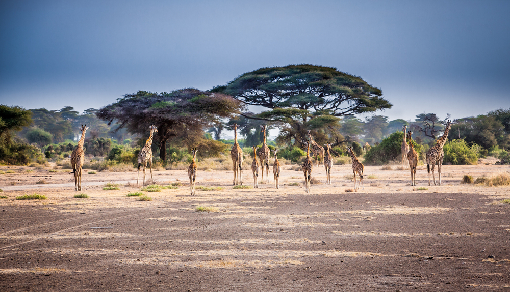 Tanzanie - parcs Nationaux : Arusha