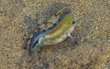 le pupfish poisson fossile de la vallée de la mort