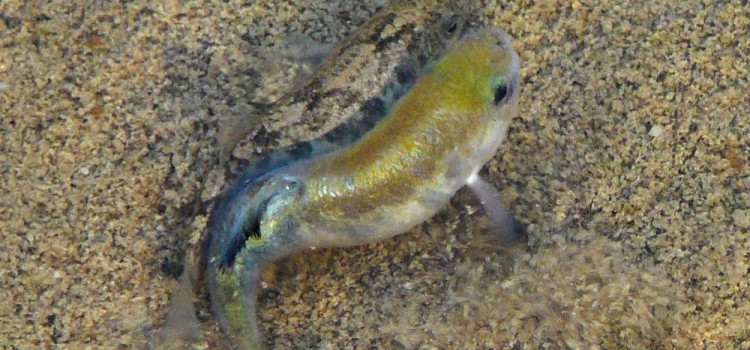 le pupfish poisson fossile de la vallée de la mort