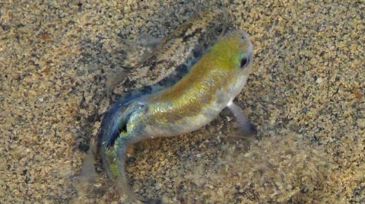 le pupfish poisson fossile de la vallée de la mort