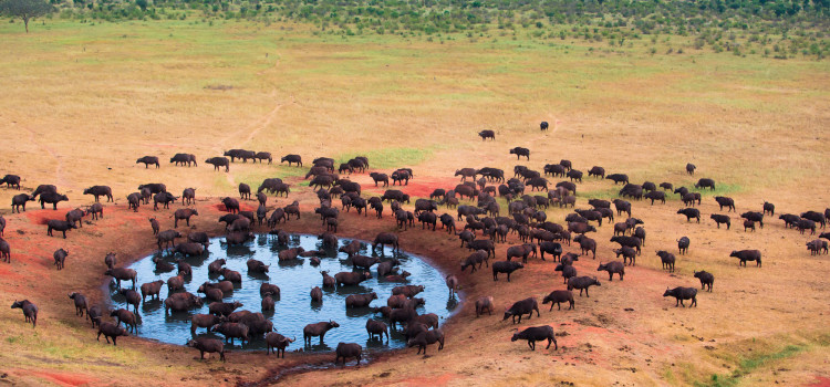 LA TANZANIE ET SES PARCS NATIONAUX