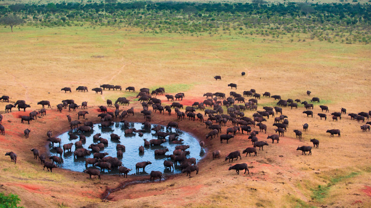 LA TANZANIE ET SES PARCS NATIONAUX