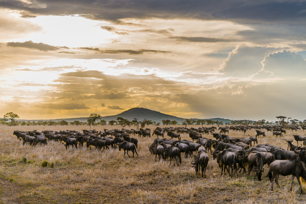 Tanzanie - parcs Nationaux : Serengeti