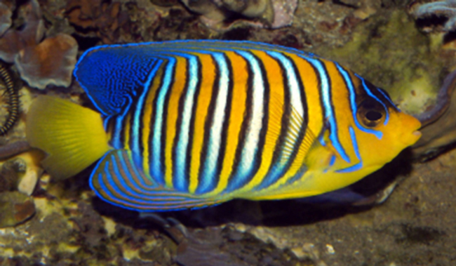 Jean Gaches - Skipper aux Grenadines - les poissons multicolores des Grenadines