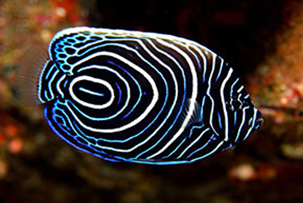jean-gaches - Circuit aux Grenadines : poisson multicolore