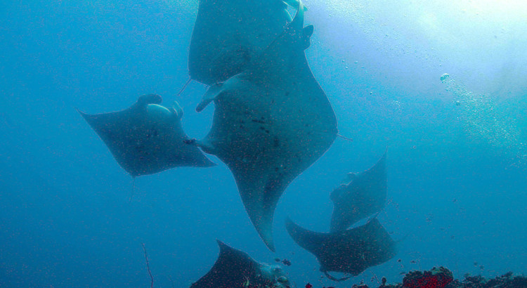 Les croisières de Jean : Les Maldives - les raies manta CROISIÈRE AUX MALDIVES